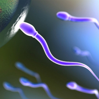 В Дании ученые пришли к выводу, что жирная пища «убивает» сперматозоиды