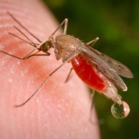 Cмертность от малярии снизилась на 45%