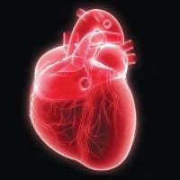 Американские учёные создали биологические кардиостимуляторы