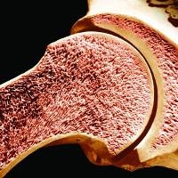 Костный мозг может выполнять функции поджелудочной железы
