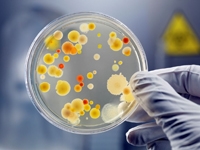 ВОЗ опубликовала список бактерий, для которых срочно нужно создать новые антибиотики